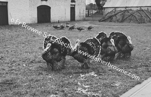 TURKEYS AT PAROCHIAL HOUSE